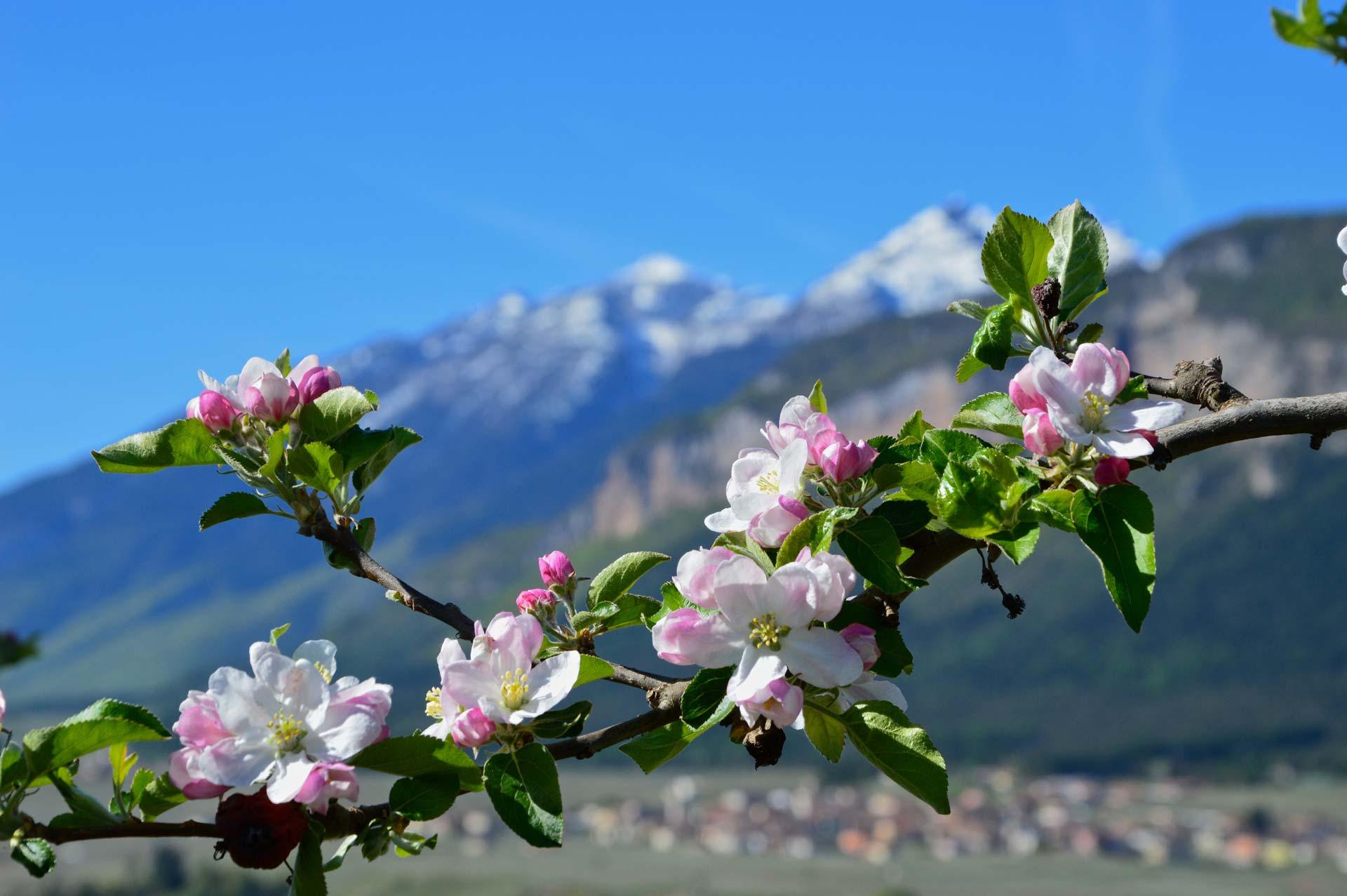 fioritura-brenta.jpg